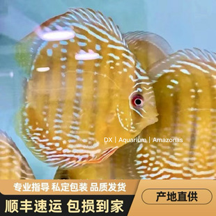 野彩七彩神仙鱼黑格尔绿彩CR特隆贝塔皇室蓝酷睿皮亚红彩