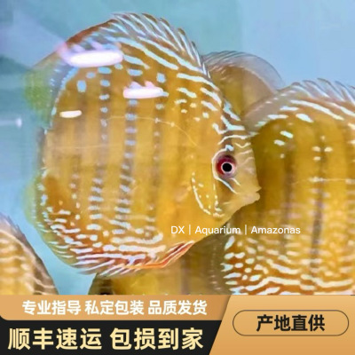 野彩七彩神仙鱼黑格尔绿彩CR特隆贝塔皇室蓝酷睿皮亚红彩