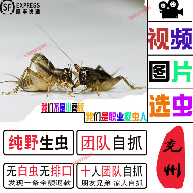 山东宁阳兖州汶上曲阜野生蟋蟀斗蟋蟀/蝈蝈