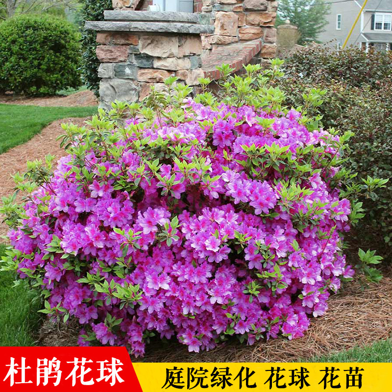 杜鹃花苗木春娟苗毛杜鹃花球形树苗庭院色块植物花园绿化四季常青