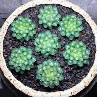 正版冰灯雨露带养殖盆单颗4厘米左右多肉植物窗台植物办公室好养