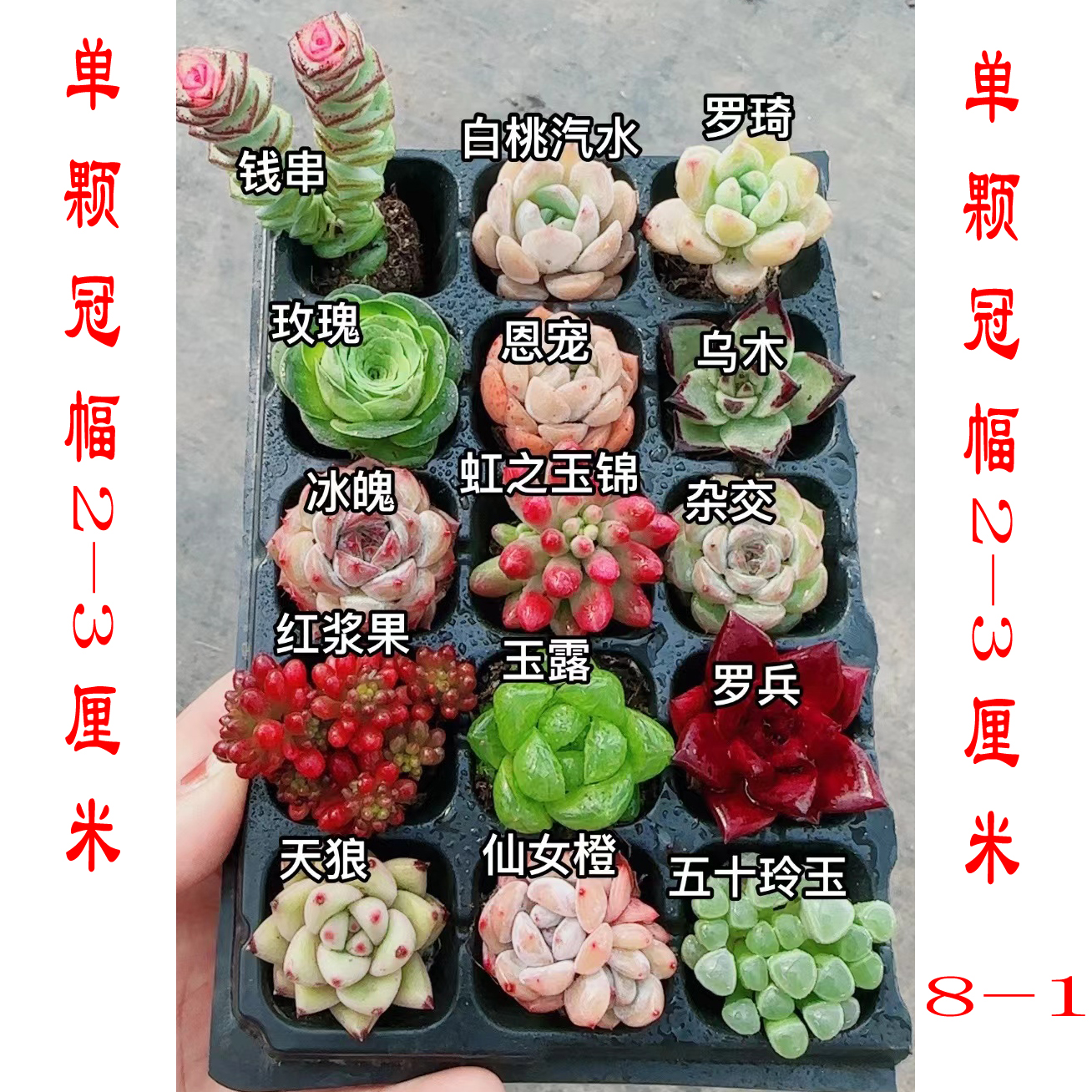 【满18包邮48h发货】多肉新手套餐15颗带塑料盘冠幅2-3cm【8-1】 鲜花速递/花卉仿真/绿植园艺 多肉植物 原图主图