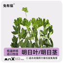 本店自制 明日叶干草明日叶茎龙猫荷兰猪兔兔零食保健草适口性佳