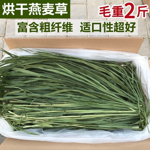25年烘干燕麦草优质多叶人工草段兔子龙猫豚鼠荷兰猪幼兔食用草粮