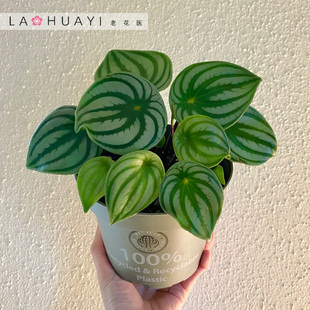 【热植馆】麒麟瓜椒草盆栽圆叶大叶稀有桌面小绿植