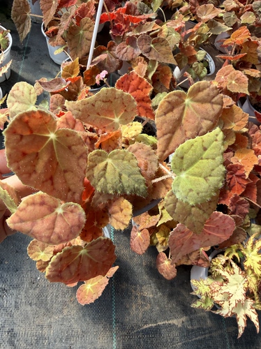 老花医热植馆秋海棠盆栽室内绿植彩叶芋观叶海芋热植观叶植物花卉