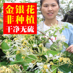 无枝叶干净无硫散装广西金银花茶