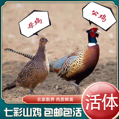 农家散养七彩山鸡活体可下蛋