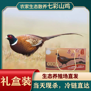 农家七彩山鸡活体现杀新鲜鸡肉散养土鸡珍珠鸡柴鸡月子鸡煲汤送礼