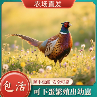 农家散养七彩山鸡活体 可下蛋繁殖孔雀蓝稚鸡珍珠鸡活苗包活到家