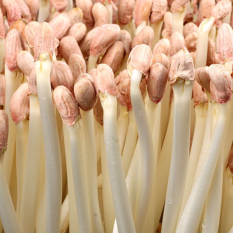 花育9616手剥花生米生新粉皮大粒花生芽苗菜种子水培花生专用种子