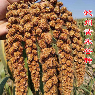 山西沁州黄小米谷子种子新谷种黄小米粮食种子 春夏季播 优质抗旱