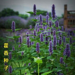 食用野菜蔬菜种藿香中药材庭院阳台盆栽藿香正气香草种子易种四季