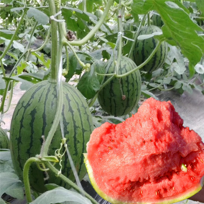 薄皮沙瓤小西瓜种籽全美2k/4k西瓜种子南方春季四季盆栽瓜果种孑