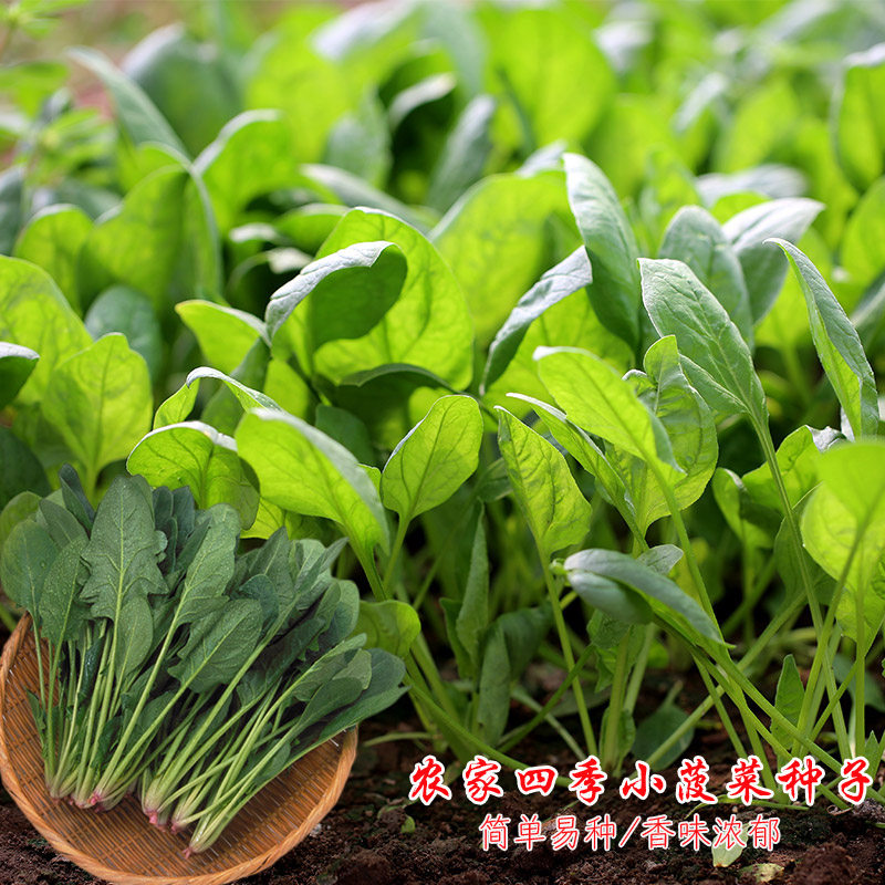 传统老品种农家小叶菠菜种子小青菜波菜四季秋冬蔬菜阳台盆栽蔬菜