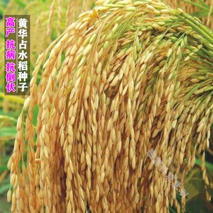 黄华占水稻旱稻种子优质高产谷种双季旱稻水稻谷种大田种植常规种