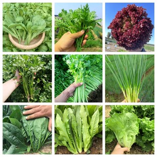 四季盆栽蔬菜种子小白菜油菜鸡毛菜茼蒿香菜各种叶菜青叶菜四季种