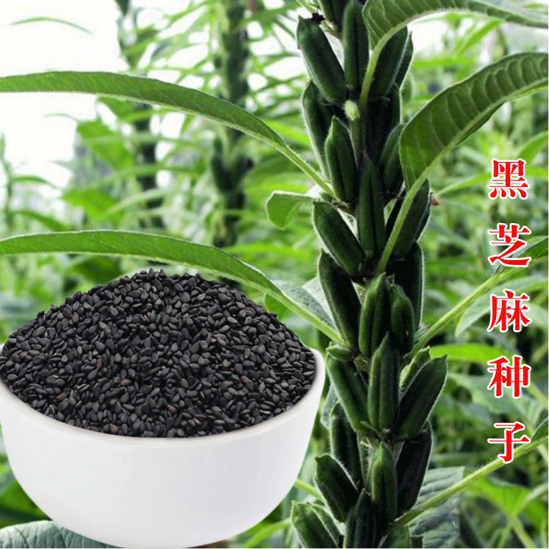 农家白芝麻四季菜籽春季籽种盆栽图片