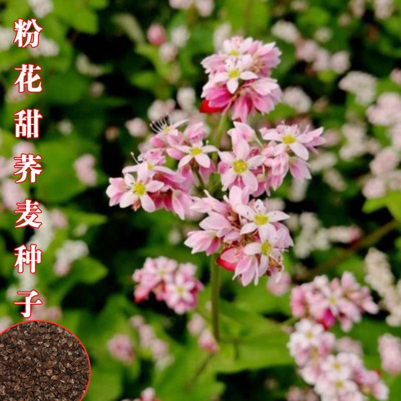 甜荞麦苦荞麦种子黑苦荞