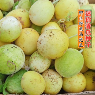 野生马泡瓜野果种籽庭院 阳台盆栽小西瓜孑马宝蛋瓜迷你香瓜种子