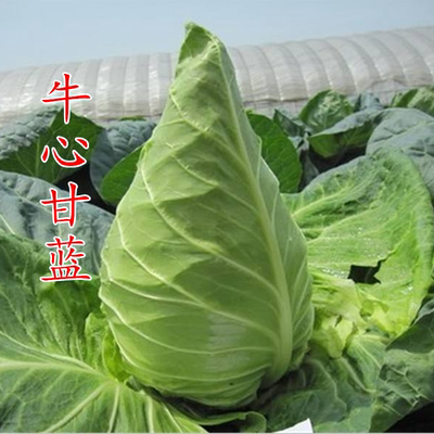 春季易种牛心甘蓝