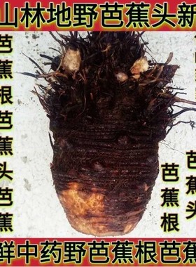 草本植物原生芭蕉根芭蕉头紫色皮白心当季新鲜芭蕉头10斤20斤30斤
