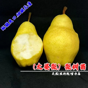嫁接太婆梨树苗油瓶贵妃梨软梨果苗香蕉梨苗盆栽地栽南方北方种植