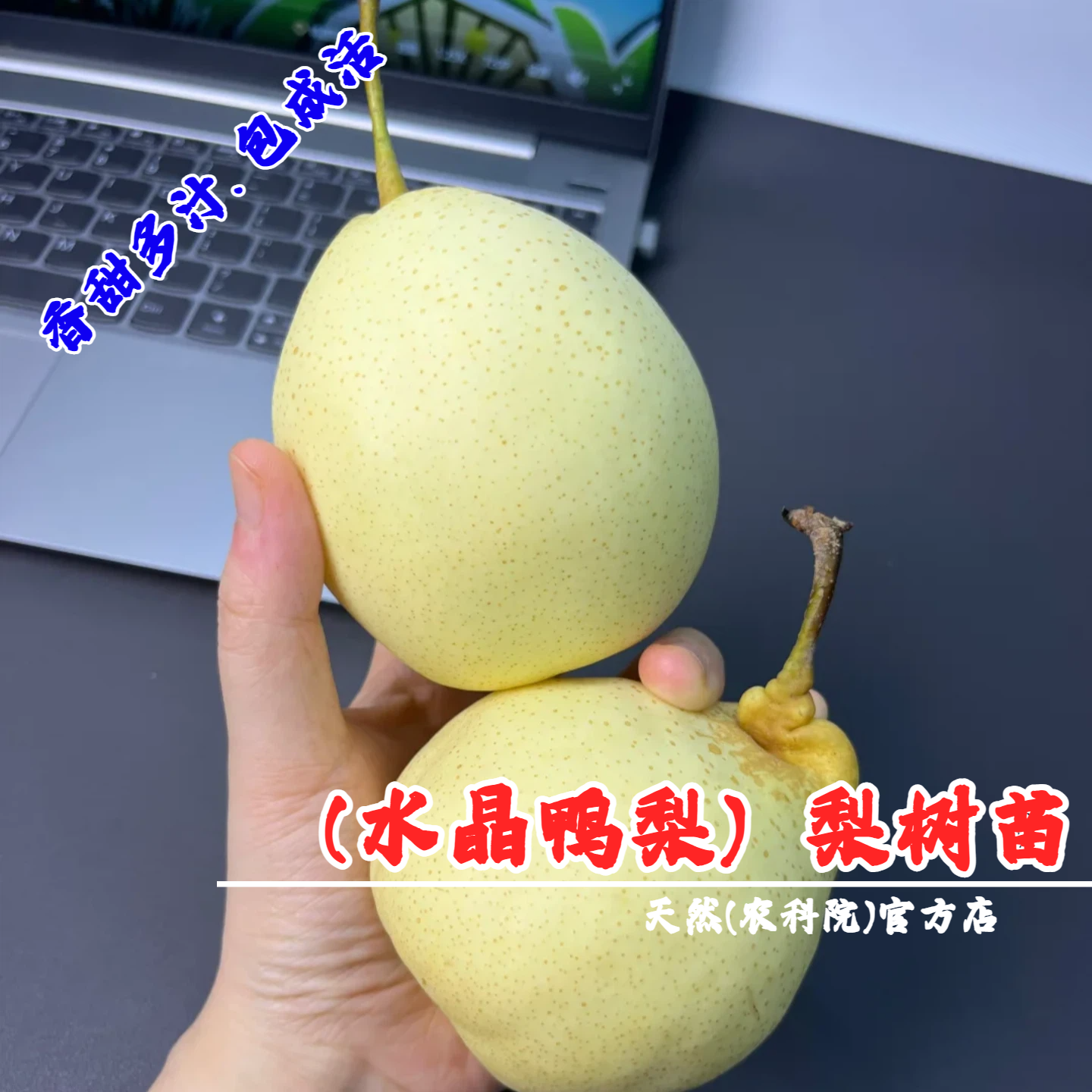 老品种河北水晶鸭梨树苗脆甜大白梨果苗鸭梨苗南北方种植当年结果