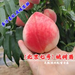 秦安嫁接北京7号桃树苗离核水蜜桃树果苗嫁接七号桃苗南北方种植