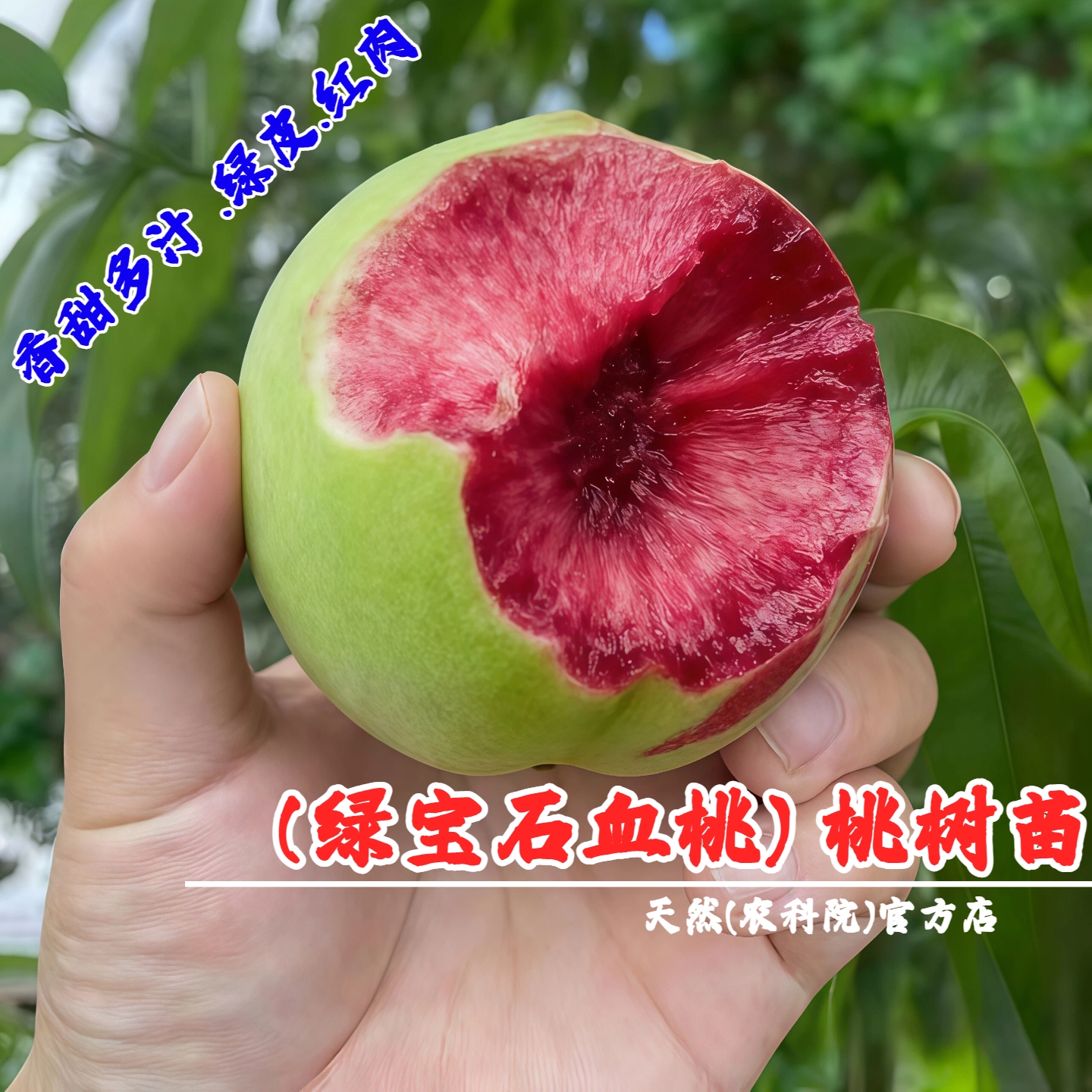 新品种绿宝石血桃树果苗香甜多汁盆栽庭院地栽血桃苗南方北方种植