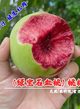 新品种绿宝石血桃树果苗香甜多汁盆栽庭院地栽血桃苗南方北方种植