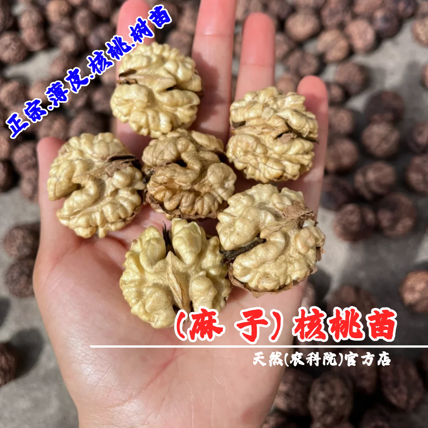 嫁接云南漾濞核桃树苗坚果树纸皮麻子山核桃苗南北方种植当年结果