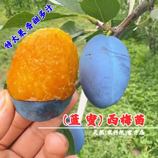 耐寒蓝蜜西梅树树苗嫁接特大离核李子西梅苗盆栽庭院南方北方种植