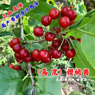 乌皮樱桃苗南北方耐寒小樱桃树果苗盆栽嫁接矮化特大早熟当年结果