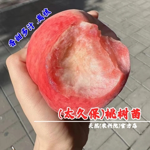 嫁接北京平谷大桃苗大久保桃树苗庭院盆栽离核水蜜桃苗南北方种植