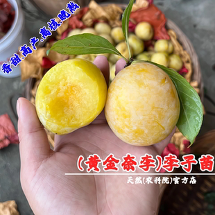 特大李树果苗嫁接黄金奈李树苗晚熟脆甜油奈李子苗盆栽南北方种植