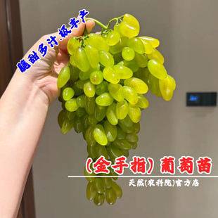 嫁接金手指葡萄树苗盆栽庭院青提美人指葡萄苗南北方种植提子树苖
