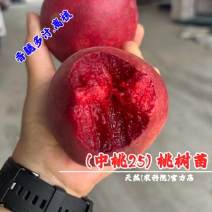 嫁接新品种中桃25号血桃苗特早熟红肉血桃树果苗盆栽地栽特大离核