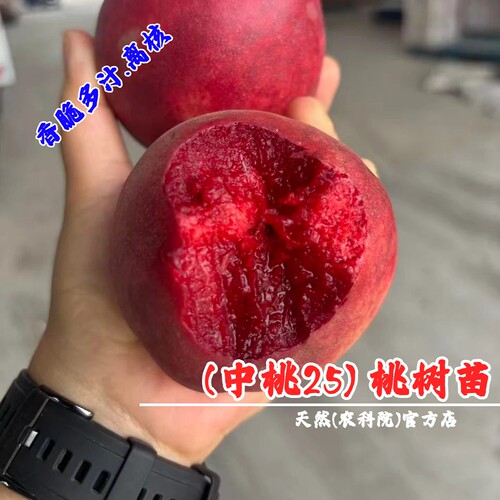 嫁接新品种中桃25号血桃苗特早熟红肉血桃树果苗盆栽地栽特大离核