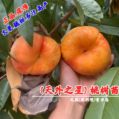 嫁接天外之星油蟠桃树苗蟠桃树果苗早熟彩虹油蟠桃苗盆栽地栽种植