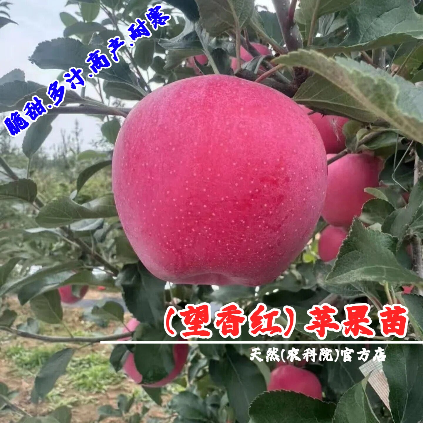 嫁接望香红苹果苗南北方种植耐寒晚熟西施红苹果树苗矮化盆栽庭院