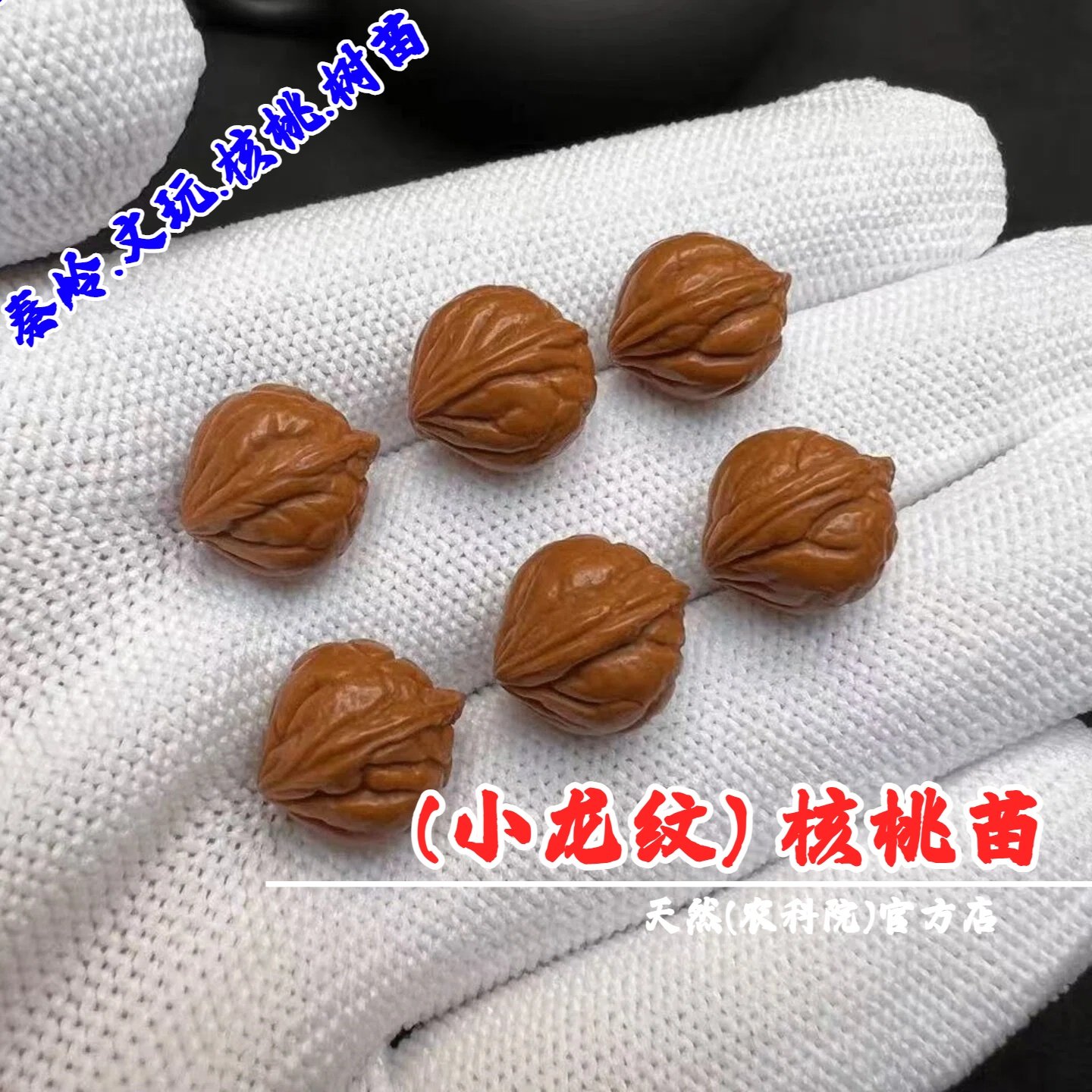 秦岭桃苗野生小龙纹桃核树苗脖挂