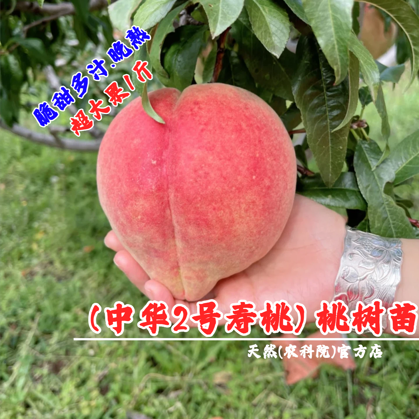 云南大理冬桃树苗脆甜离核中华2号桃苗特大冬雪蜜桃晚熟桃树果苗