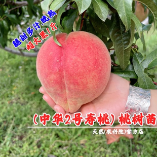 云南大理冬桃树苗脆甜离核中华2号桃苗特大冬雪蜜桃晚熟桃树果苗