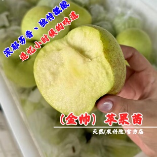 嫁接老品种金帅黄元帅苹果树苗矮化盆栽庭院金冠黄香蕉粉面苹果苗