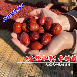 河北沧州金丝小枣树苗嫁接金丝小枣苗蜜枣树盆栽地栽南方北方种植