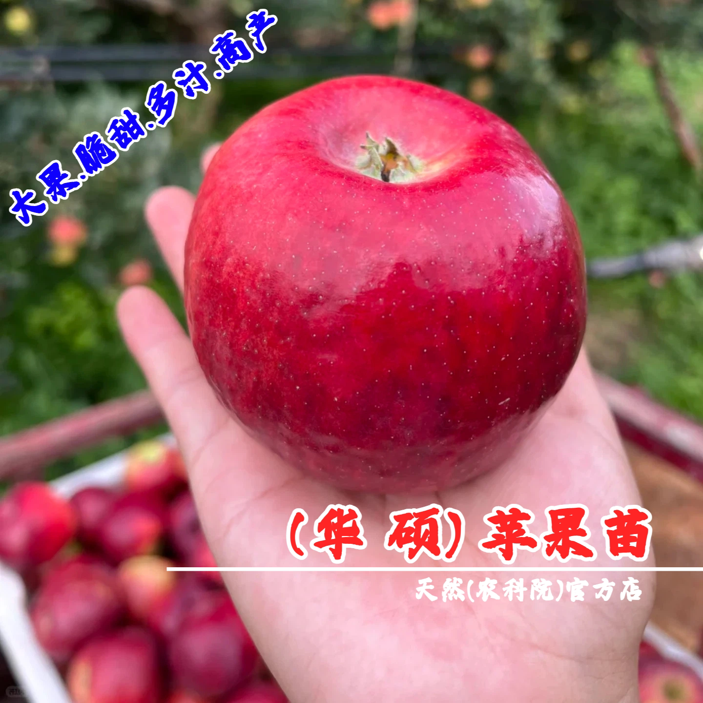 8月成熟苹果树果苗矮化盆栽庭院嫁接早熟华硕苹果苗南方北方种植