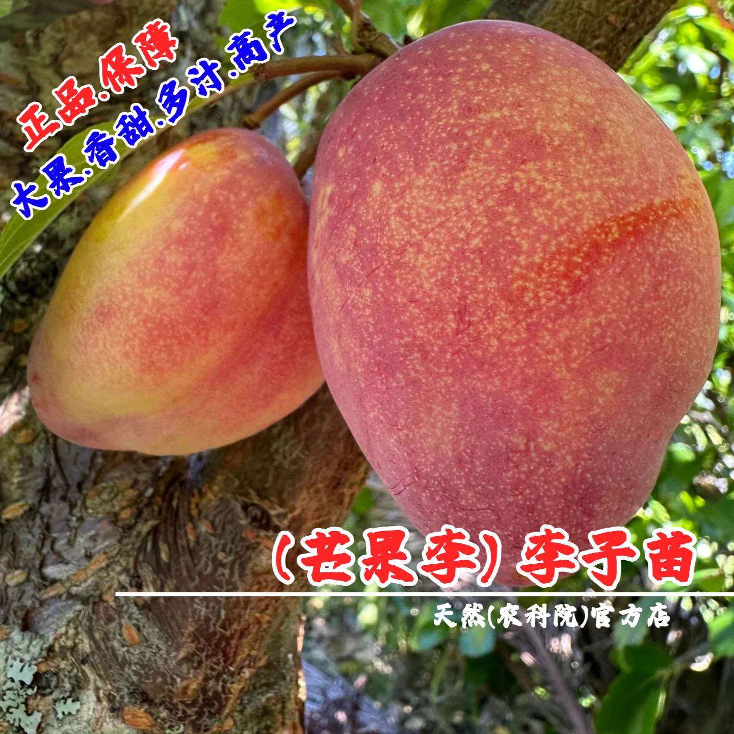 芒果李子苗新西兰特大彩虹李子树