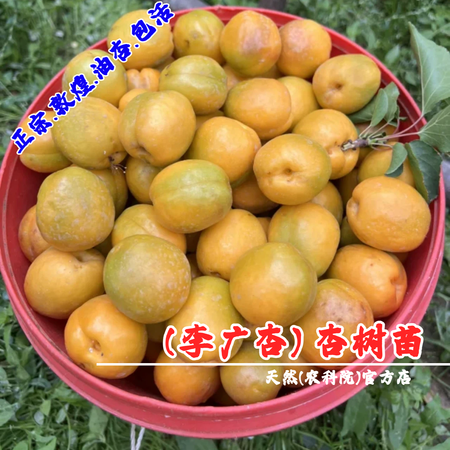 甘肃敦煌李广油杏树苗嫁接李光油杏苗盆栽杏子庭院地栽南北方种植