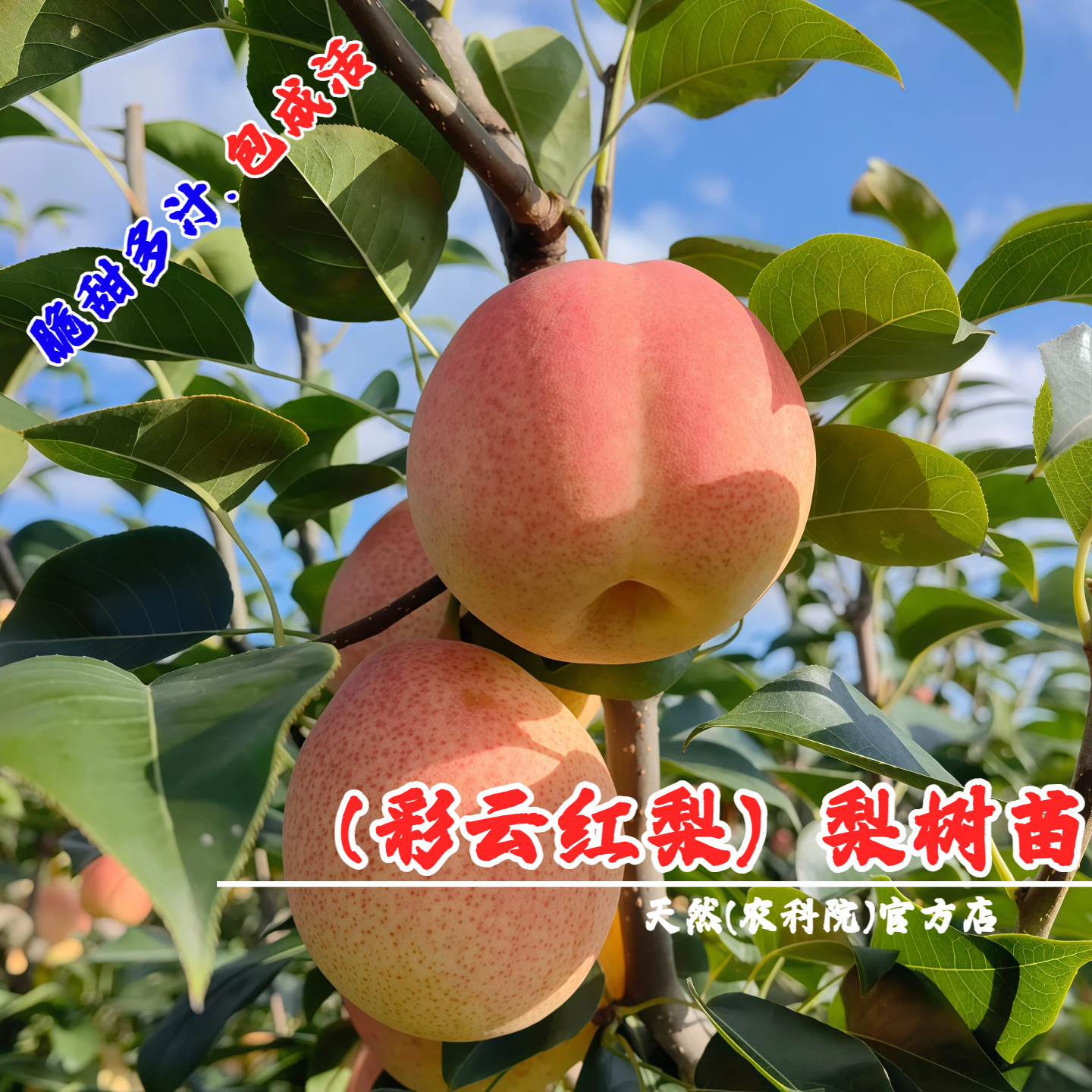 嫁接云南彩云红梨树苗彩虹梨果苗祥云梨苗盆栽庭院地栽南北方种植